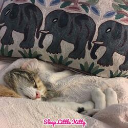 Sleep little kitty