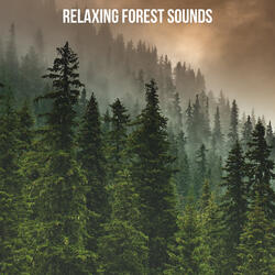 Sun Salutation in the Forest