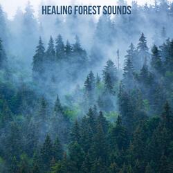 Peaceful Forest Stream