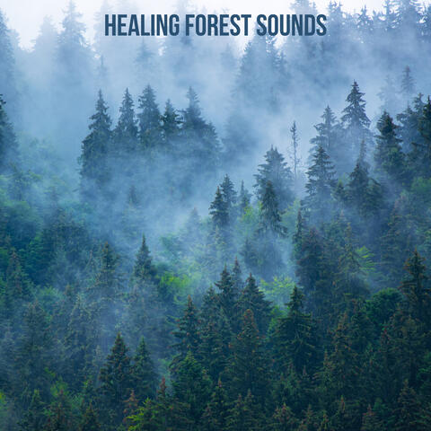 Healing Forest Sounds