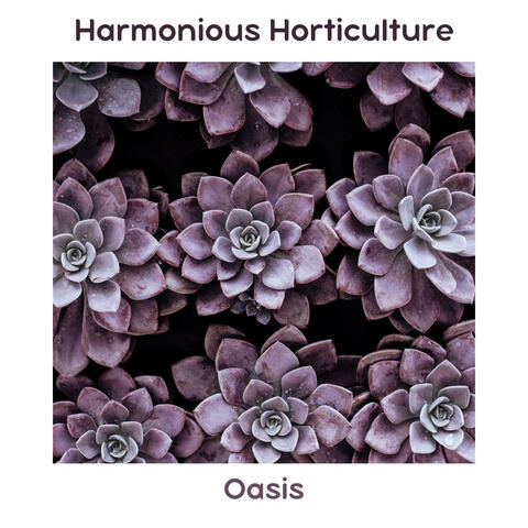 Oasis