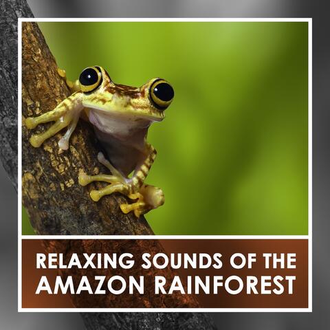 Relaxing Sounds of the Amazon Rainforest
