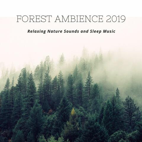 Forest Ambience 2019: Relaxing Nature Sounds and Sleep Music