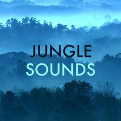 Jungle Sounds