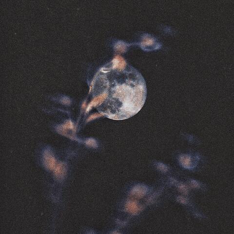 The Moon Looks Pretty Tonight