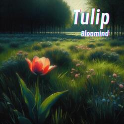 Tulip