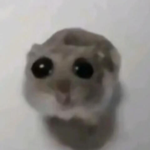 Ratinho Ao Som De Violino Ritmado