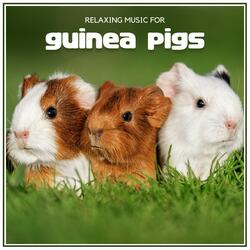 Rodent Rhythms