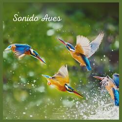 Sonido Aves (20)