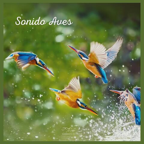 Sonido Aves