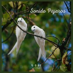 Sonido Pájaros (12)