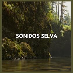 Sonidos Selva (05)