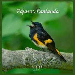 Pájaros Cantando (11)