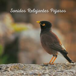 Sonidos Relajantes Pájaros (21)