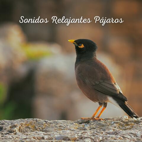 Sonidos Relajantes Pájaros