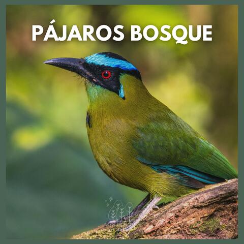 Pájaros Bosque