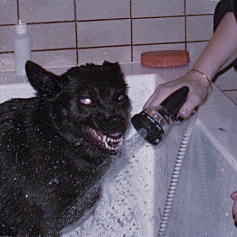 i'm not a violent dog, i don't know why i bite