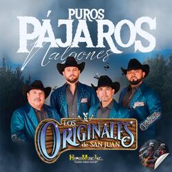 Gallos Decididos