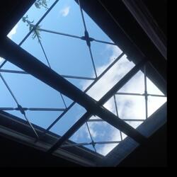 Ginkgo Song