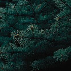 Through the Trees