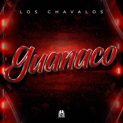 Guanaco