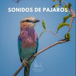 Sonidos de Pajaros (35)
