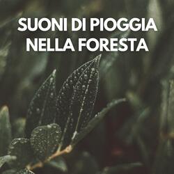 Suoni di Pioggia nella Foresta (43)