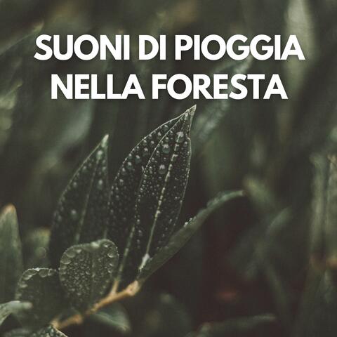 Suoni di Pioggia nella Foresta