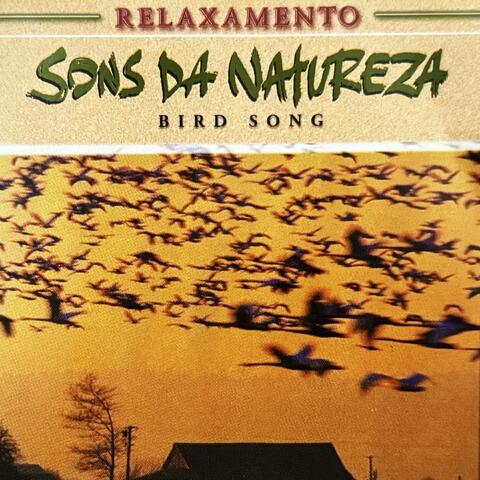 Bird Song