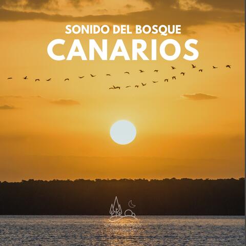 Sonido del Bosque: Canarios