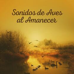 Sonidos de Aves al Amanecer (29)