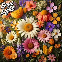 Spring Night Love