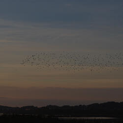 murmuration