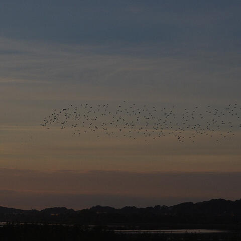 murmuration