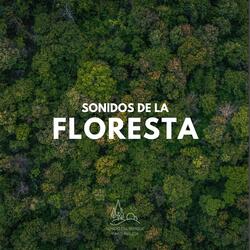 Sonidos de la Floresta (29)
