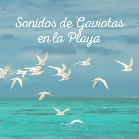 Sonidos de Gaviotas en la Playa