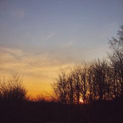 tree line