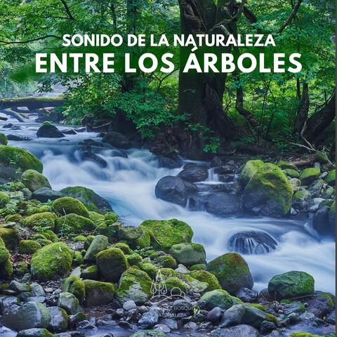 Sonido de la Naturaleza: Entre los Árboles