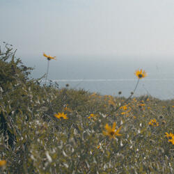 sunflowers (in june)
