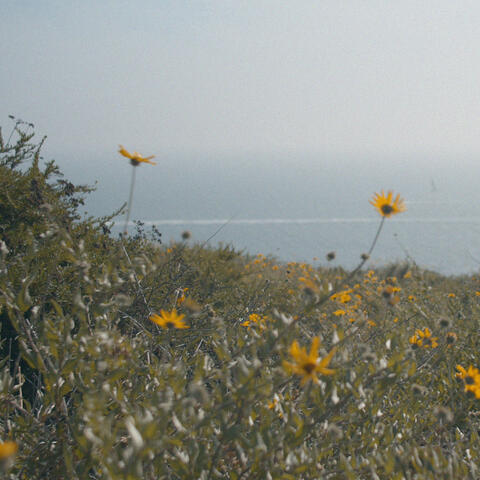 sunflowers (in june)
