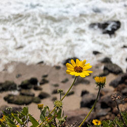 she moves like summer