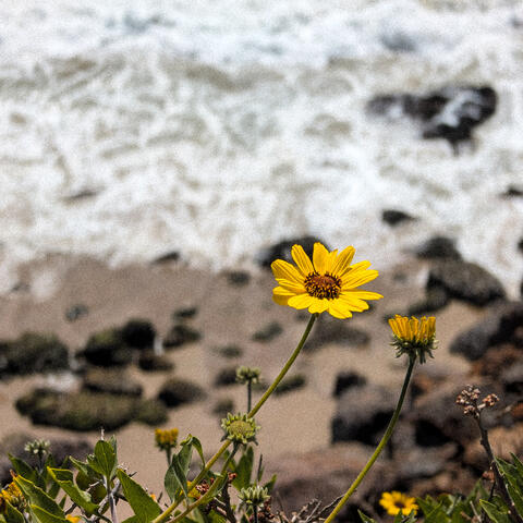 she moves like summer