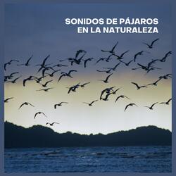 Sonidos de Pájaros en la Naturaleza (P08)