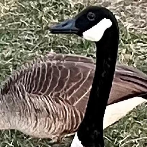 ANTIDOTE
