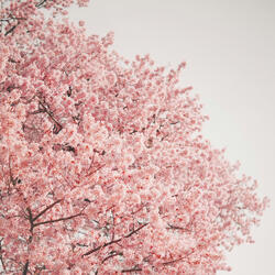 Walk above the clouds