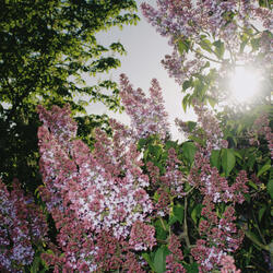 Lilac Field