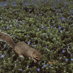 in the flower fields