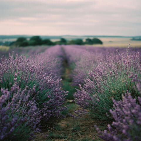 Wandering Through Summer