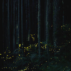 . . . good night . . .