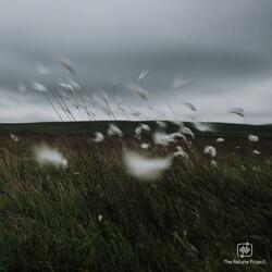 The Way The Wind Blows